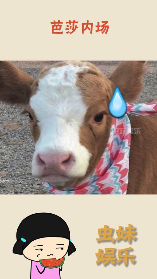 娱乐吃瓜酱讲羊羊,娱乐吃瓜酱带你揭秘羊羊世界